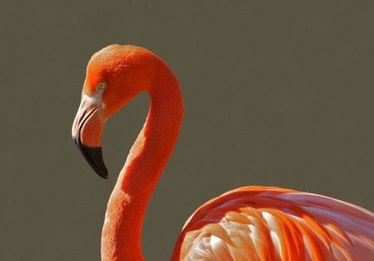 Erçek Gölü Flamingo Festivali