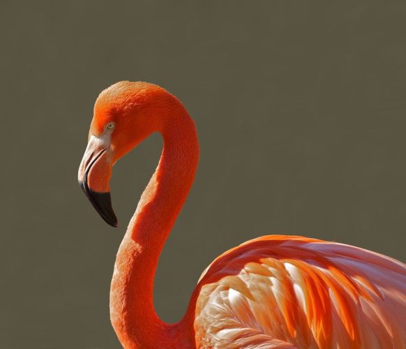 İzmir Flamingo Festivali